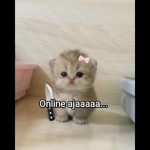 sadcats sticker 1