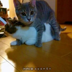 Instgram ayan6v TikTok ayaan6v sticker 2