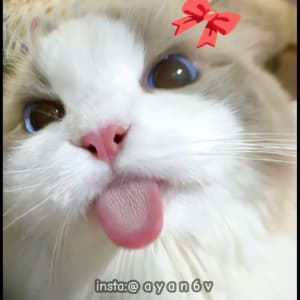 instgram ayan6v TikTok ayaan6v sticker 1