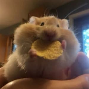 hamster desuwa sticker 1