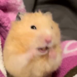 hamster desuwa sticker 3