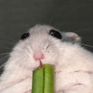 hamster desuwa sticker 4