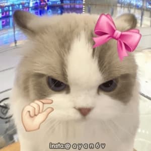 insta ayan6v 03454982068 sticker 2